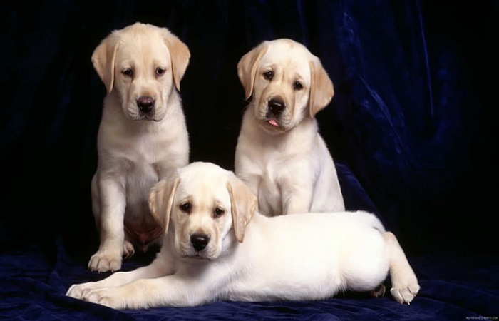 Labrador Dog' For Sale Rs 1000 In Delhi (1)